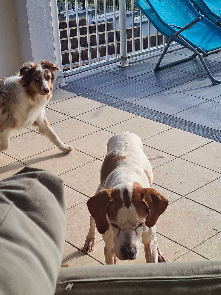 Héros a rejoint le concours — aidez-le/la à gagner de superbes lots ! canidae, carnivore, collar, companion_dog, dog, dog_breed, dog_collar, fawn, floor, flooring, leash, mammal, pet_supply, sidewalk, snout, sporting_group, tail, vertebrate, white, working_animal