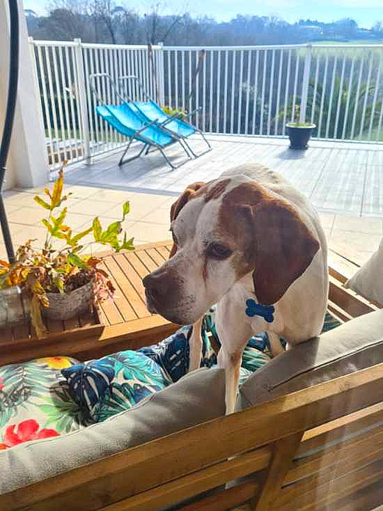 Héros participe au concours pour gagner de l'argent avec cette photo : blue, carnivore, chair, comfort, companion_dog, dog, dog_breed, dog_supply, fawn, fence, flowerpot, gun_dog, houseplant, leisure, outdoor_furniture, pet_supply, plant, sky, wood, working_animal