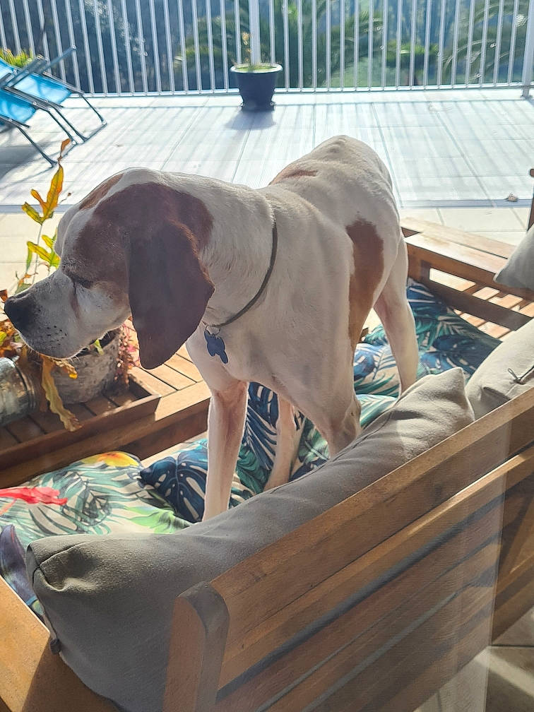 Héros a rejoint le concours — aidez-le/la à gagner de superbes lots ! canidae, carnivore, collar, companion_dog, dog, dog_breed, dog_collar, dog_supply, fawn, fence, great_dane, guard_dog, indian_elephant, leash, liver, pet_supply, sporting_group, terrestrial_animal, wood, working_animal