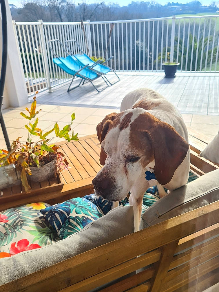 Héros a rejoint le concours — aidez-le/la à gagner de superbes lots ! blue, carnivore, chair, comfort, companion_dog, dog, dog_breed, dog_supply, fawn, fence, flowerpot, houseplant, leisure, outdoor_furniture, pet_supply, plant, sky, snout, wood, working_animal