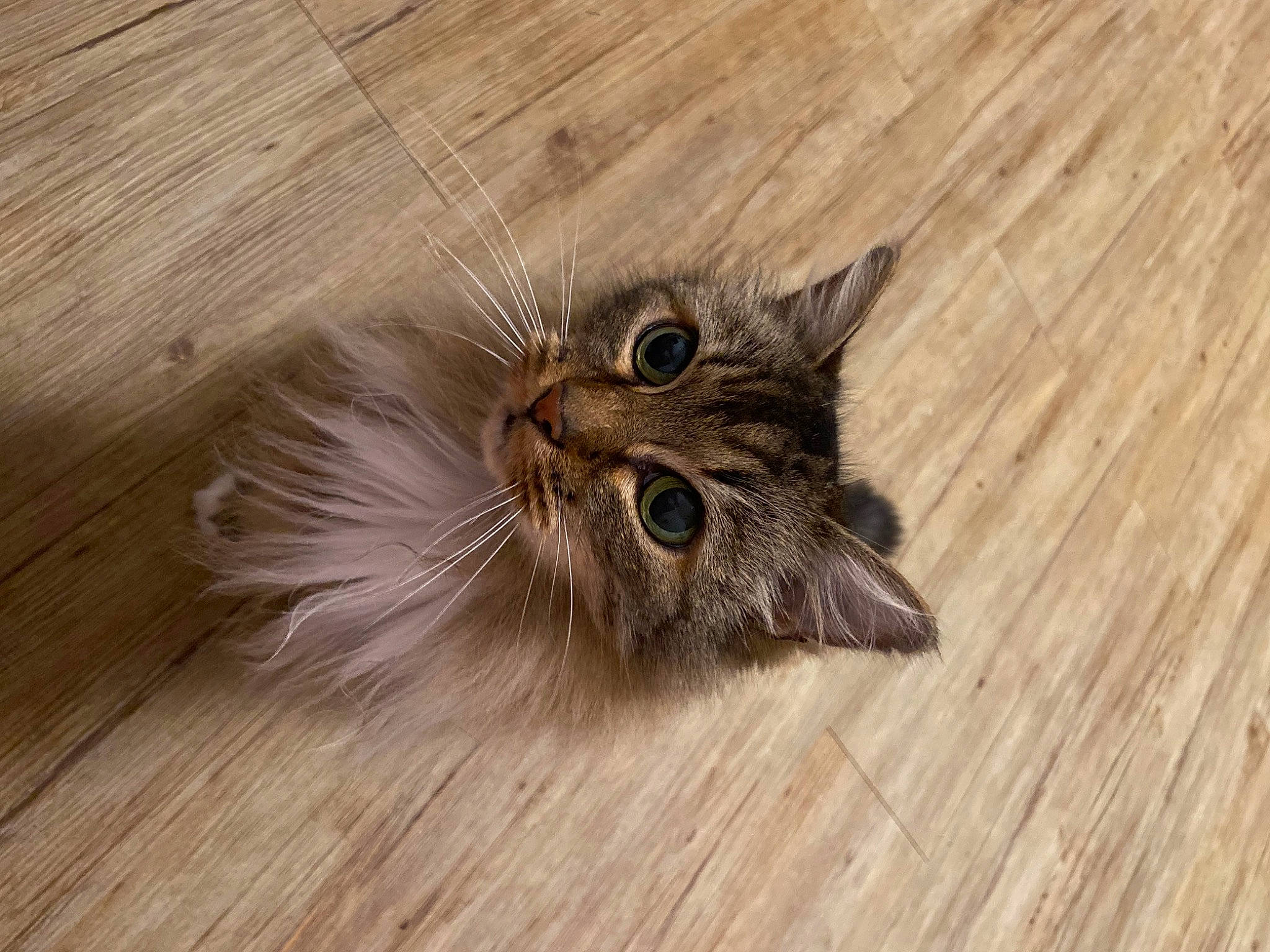 Arwen a rejoint le concours — aidez-le/la à gagner de superbes lots ! carnivore, cat, domestic_short_haired_cat, fawn, felidae, flooring, fur, hardwood, laminate_flooring, paw, plank, plant, small_to_medium_sized_cats, tail, terrestrial_animal, varnish, whiskers, wood, wood_flooring, wood_stain