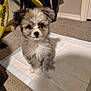 puppy, dog, small_dog, fluffy, pet, indoors, carpet, training_pad, toy, scooter, pooboo, cute, animal, fur, ears, face, eyes, black_nose, home, floor