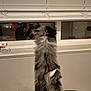 Bruno joined the competition — help win amazing prizes! dog, fluffy, standing, window, blinds, indoor, reflection, curious, tail, grey, black, fur, pet, home, looking_out, night, person_reflection, wall, cloth, windowsill