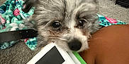 Bruno joined the competition — help win amazing prizes! puppy, dog, book, carpet, blanket, indoor, pet, curious, furry, face, black_nose, person_part, reading, home, cozy, colorful, study, clutter, domestic, closeup