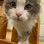 Bouboule participe au concours pour gagner de l'argent avec cette photo : cat, gray_and_white, close_up, curious, indoor, wooden_railing, pet, whiskers, pink_nose, feline, domestic_animal, soft_fur, eyes, face, paws, floor, home, animal, cute, portrait