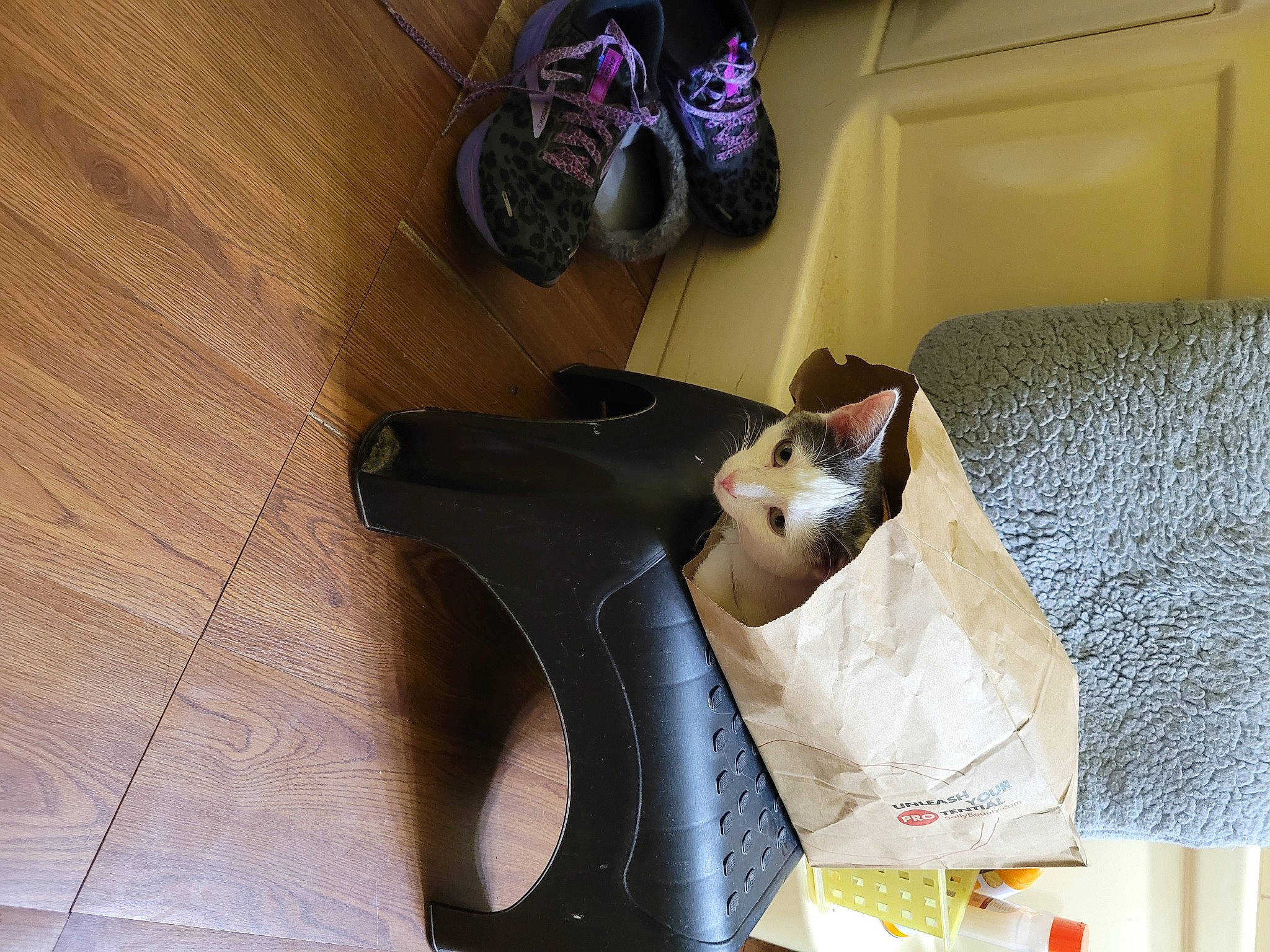 Hershey is registered to the contest to win money with this photo: bag, boot, carnivore, cat, cat_supply, comfort, domestic_short_haired_cat, felidae, floor, flooring, fur, hardwood, human_leg, luggage_and_bags, outdoor_shoe, pet_supply, small_to_medium_sized_cats, tail, whiskers, wood
