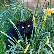 Olive participe au concours pour gagner de l'argent avec cette photo : animal, black_cat, cat, close_up, cute, eyes, flora, flowers, foliage, garden, green_leaves, mammal, nature, outdoor, pet, plants, sitting, spring, wildlife, yellow_flowers