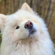 Oslo a rejoint le concours — aidez-le/la à gagner de superbes lots ! dog, white, fluffy, fur, pink_nose, close_up, portrait, outdoor, animal, canine, cute, pet, mammal, head, face, ears, natural_light, background_blur, friendly, adorable