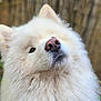 dog, white, fluffy, fur, pink_nose, close_up, portrait, outdoor, animal, canine, cute, pet, mammal, head, face, ears, natural_light, background_blur, friendly, adorable