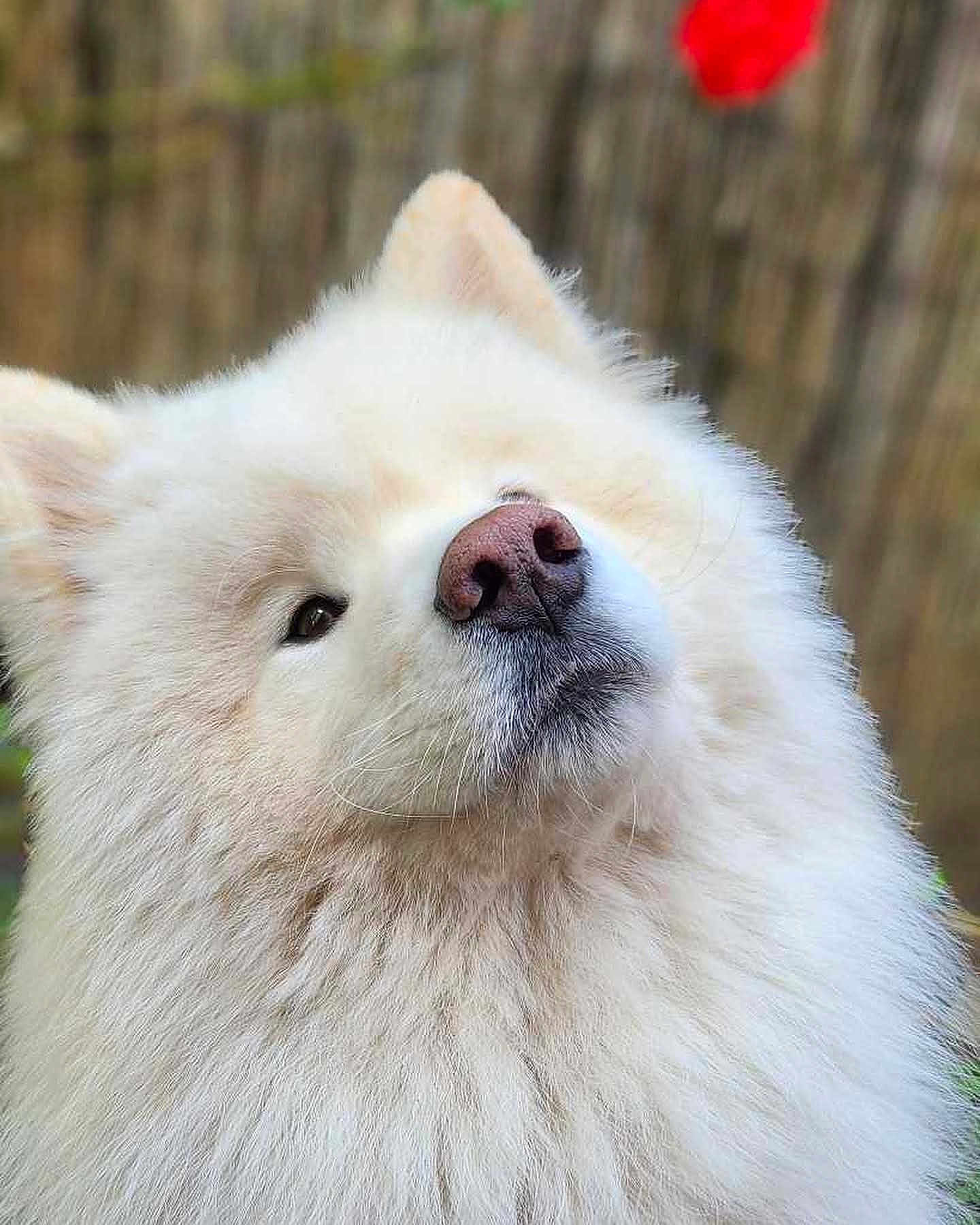 Oslo a rejoint le concours — aidez-le/la à gagner de superbes lots ! dog, white, fluffy, fur, pink_nose, close_up, portrait, outdoor, animal, canine, cute, pet, mammal, head, face, ears, natural_light, background_blur, friendly, adorable