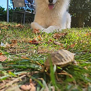 Oslo a rejoint le concours — aidez-le/la à gagner de superbes lots ! animal, chair, close_up, curious, daylight, dog, fur, grass, laundry, leaf, nature, outdoor, pet, relaxing, sunlight, tongue_out, tree, turtle, white_dog, yard