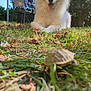 animal, chair, close_up, curious, daylight, dog, fur, grass, laundry, leaf, nature, outdoor, pet, relaxing, sunlight, tongue_out, tree, turtle, white_dog, yard