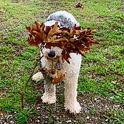 Bodie is registered to the contest to win money with this photo: animal, ball, canine, dog, football, grass, leaf, pet, plant, poodle, pottedplant, puppy, rock, soccer, soccerball, soil, sport, terrier, tree, vegetation