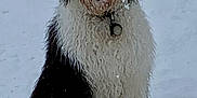 Bodie is registered to the contest to win money with this photo: airedale, animal, ball, bear, canine, dog, football, hound, nature, outdoors, pet, poodle, puppy, snow, soccer, soccerball, sport, terrier, whitedog, winter