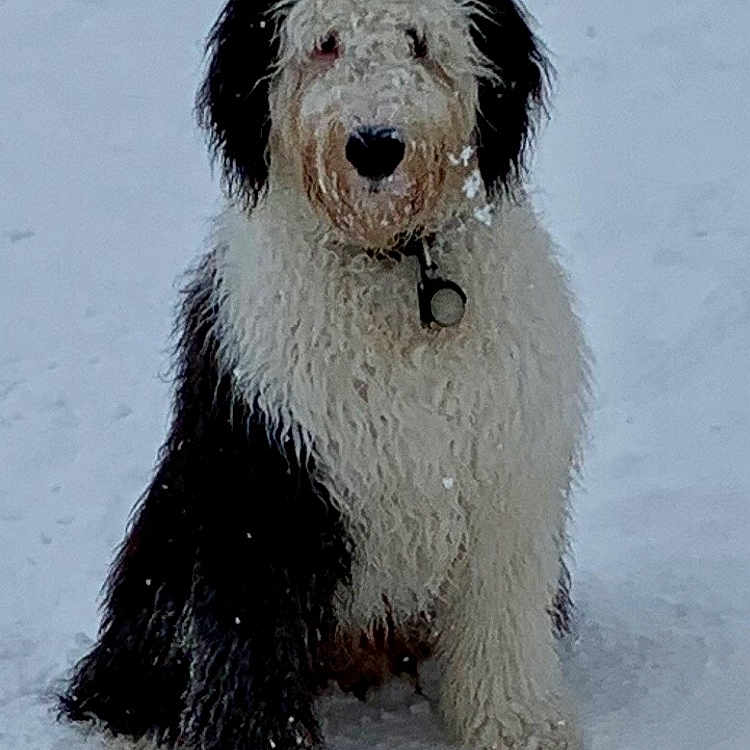 Bodie