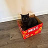 black_cat, cat, box, cardboard_box, cheez_it_box, floor, wood_floor, yellow_eyes, indoor, pet, animal, looking, sitting, curious, feline, wall, home, cute, domestic_cat, resting