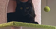 Luna is registered to the contest to win money with this photo: black_cat, cat_tree, indoor, pet, feline, cozy, pink, green, toy_ball, scratching_post, relaxed, curious, animal, fur, whiskers, ears, yellow_eyes, home, resting, cute