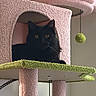 black_cat, cat_tree, indoor, pet, feline, cozy, pink, green, toy_ball, scratching_post, relaxed, curious, animal, fur, whiskers, ears, yellow_eyes, home, resting, cute