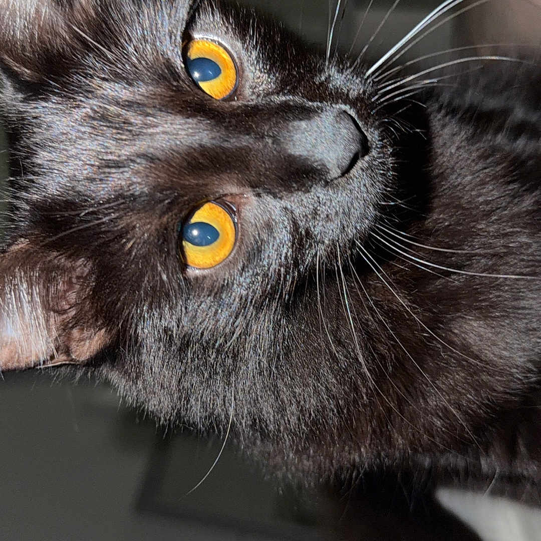 Luna is registered to the contest to win money with this photo: cat, black_cat, pet, animal, feline, close_up, yellow_eyes, whiskers, fur, curious, indoor, blanket, soft, resting, face, portrait, cute, domestic_animal, animal_eyes, whisker