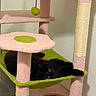 Luna is registered to the contest to win money with this photo: cat, black_cat, cat_tree, pet, indoor, animal, feline, hammock, relaxing, looking, playful, yellow_eyes, soft_texture, home, sisal_rope, corner, quiet, cute, resting, furniture