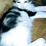 Milo is registered to the contest to win money with this photo: cat, feline, pet, animal, fur, white, gray, lounging, resting, domestic, whiskers, ears, face, paw, sleepy, relaxed, indoor, closeup, soft, cute