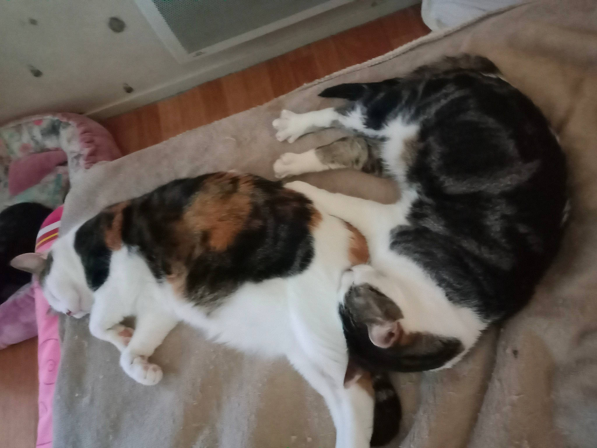 Angel Et Bianca a rejoint le concours — aidez-le/la à gagner de superbes lots ! carnivore, cat, comfort, domestic_short_haired_cat, felidae, fur, mammal, organism, paw, small_to_medium_sized_cats, tail, terrestrial_animal, vertebrate, whiskers