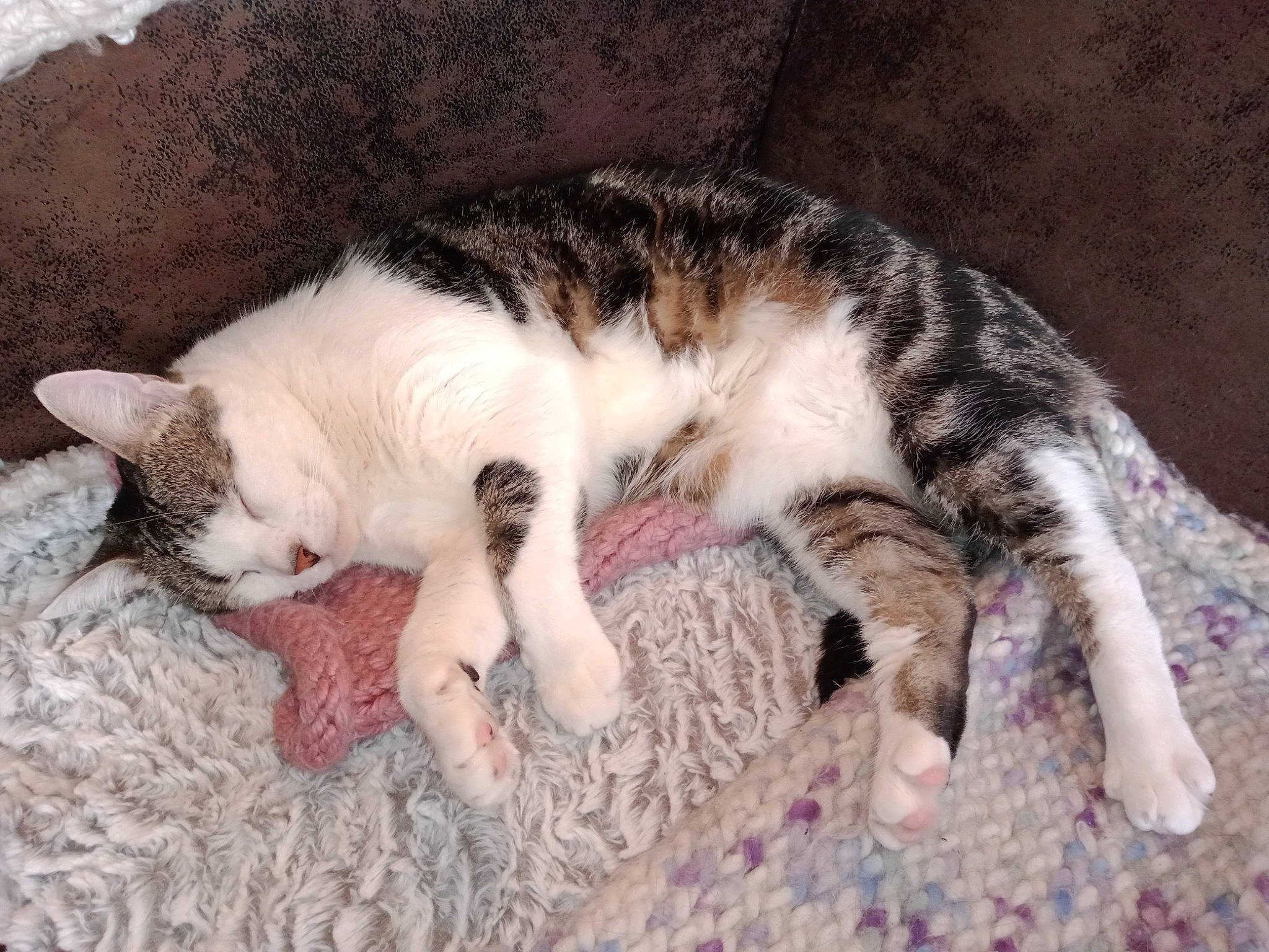 Angel Et Bianca participe au concours pour gagner de l'argent avec cette photo : carnivore, cat, claw, comfort, domestic_short_haired_cat, felidae, fur, linens, mammal, nap, paw, sleep, small_to_medium_sized_cats, tail, terrestrial_animal, toe, vertebrate, whiskers