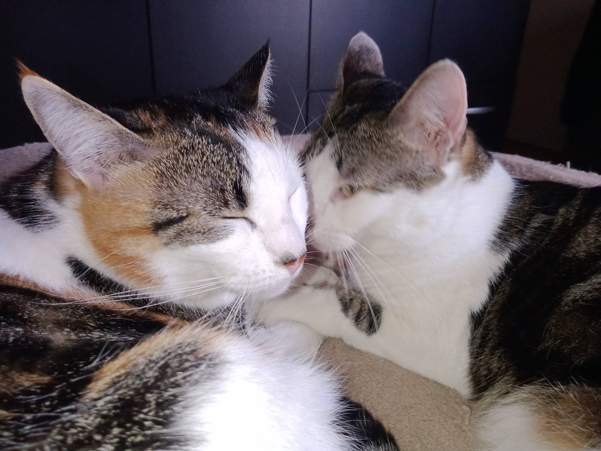 Angel Et Bianca participe au concours pour gagner de l'argent avec cette photo : carnivore, cat, domestic_short_haired_cat, felidae, fur, small_to_medium_sized_cats, snout, vertebrate, whiskers