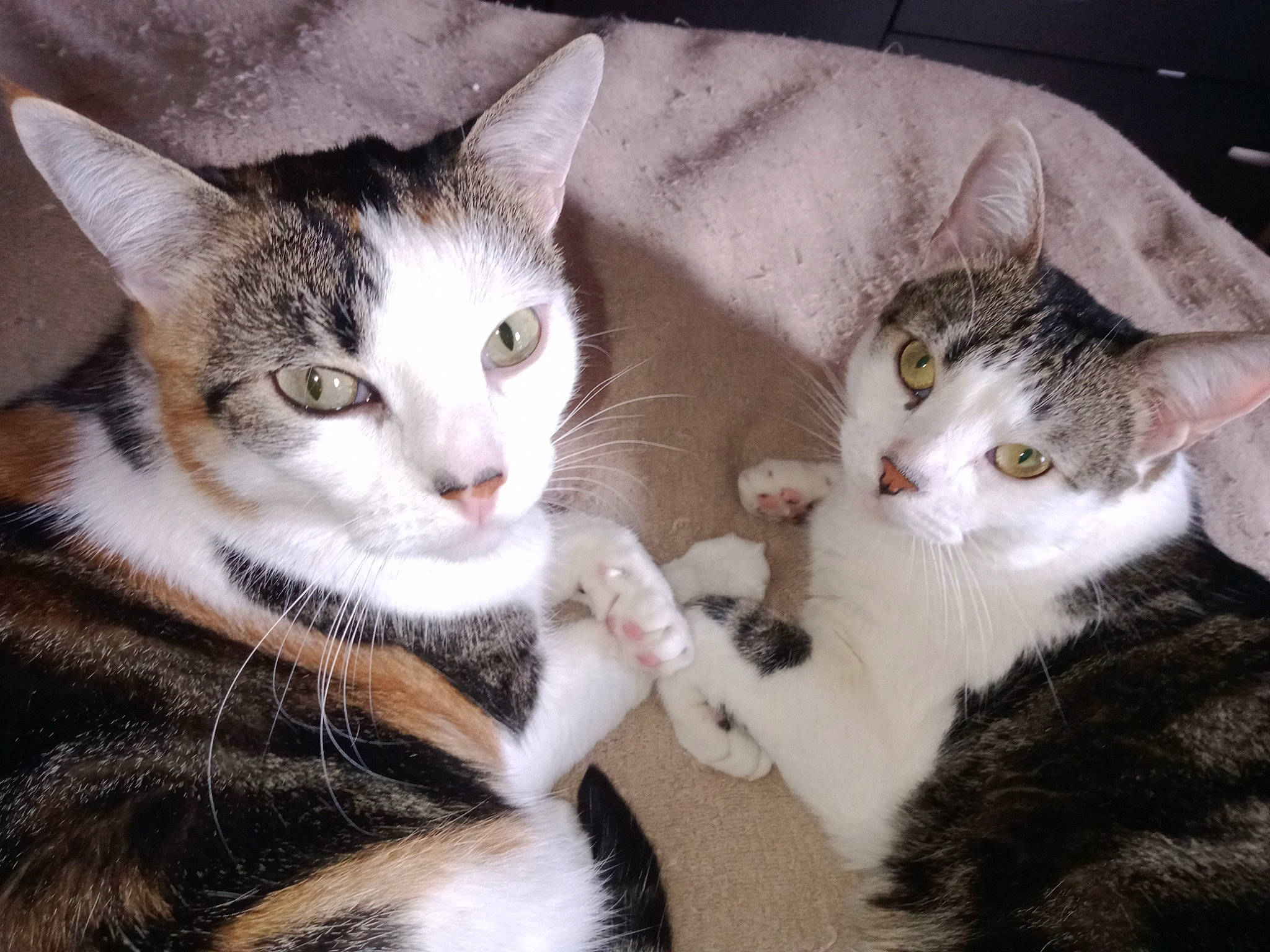 Angel Et Bianca a rejoint le concours — aidez-le/la à gagner de superbes lots ! carnivore, cat, domestic_short_haired_cat, felidae, fur, paw, pet_supply, small_to_medium_sized_cats, snout, tail, vertebrate, whiskers