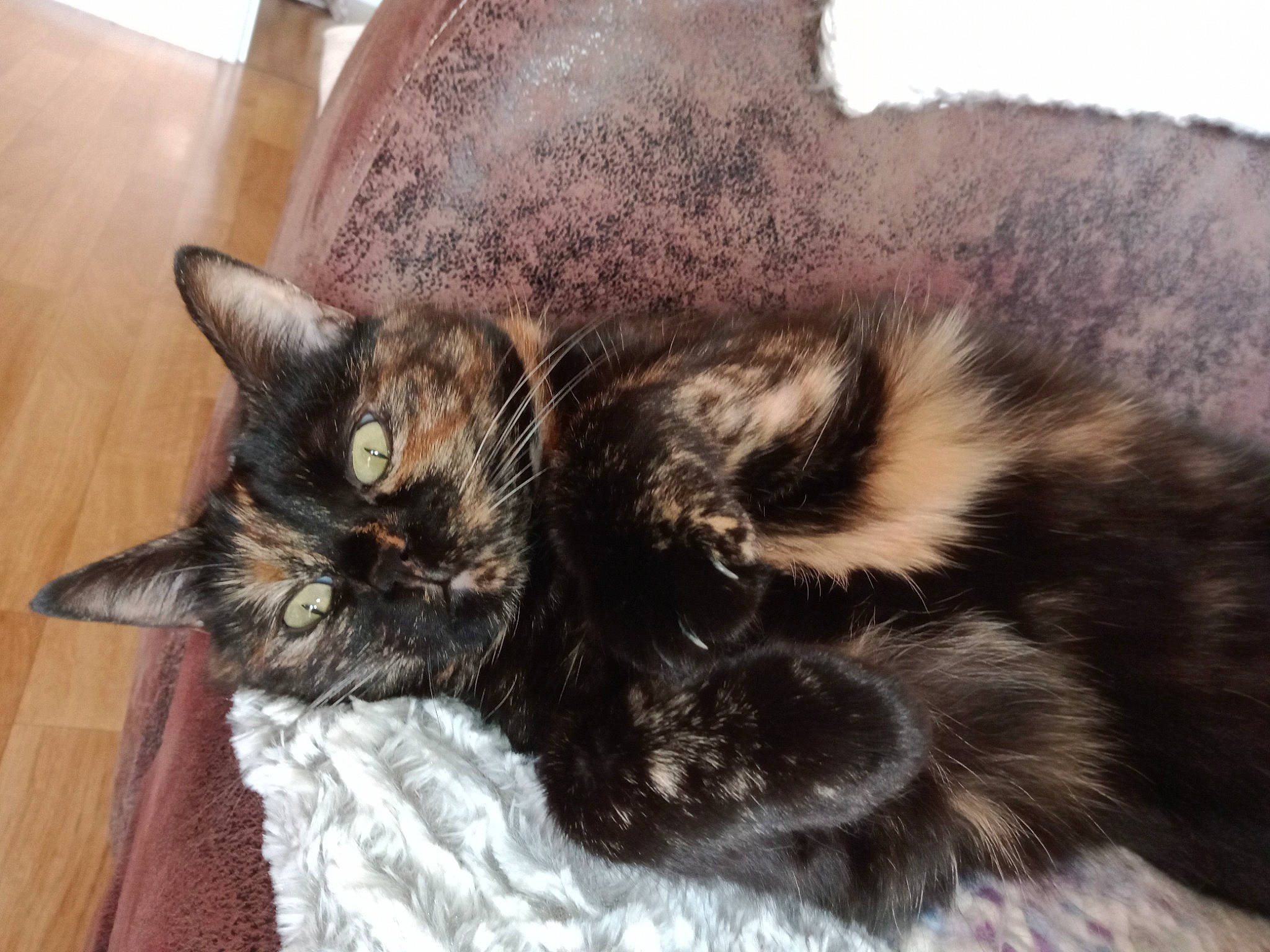 Malicia participe au concours pour gagner de l'argent avec cette photo : carnivore, cat, cat_supply, comfort, felidae, fur, laminate_flooring, liver, pet_supply, small_to_medium_sized_cats, snout, vertebrate, whiskers, wood_flooring, wood_stain