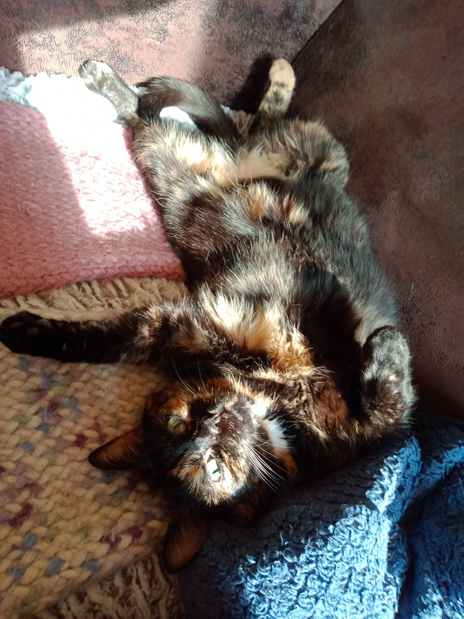 Malicia a rejoint le concours — aidez-le/la à gagner de superbes lots ! carpet, cat, claw, comfort, felidae, fur, home_accessories, kitten, linens, liver, paw, small_to_medium_sized_cats, tail, textile