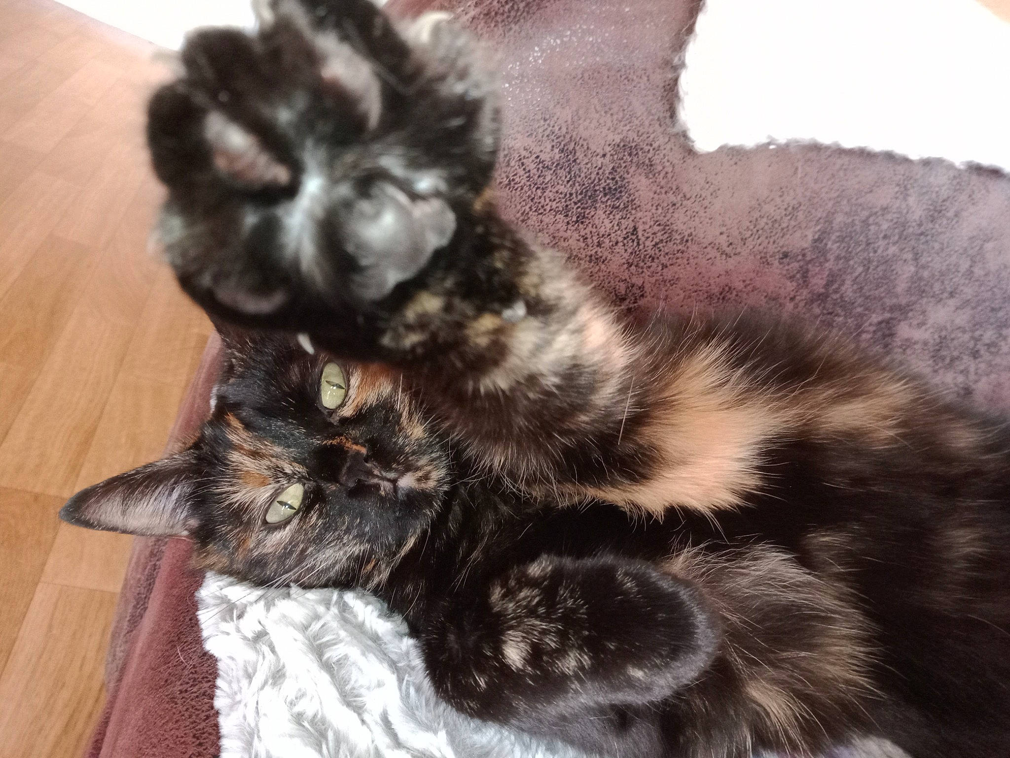 Malicia a rejoint le concours — aidez-le/la à gagner de superbes lots ! carnivore, cat, felidae, fur, hardwood, laminate_flooring, liver, natural_material, small_to_medium_sized_cats, tail, terrestrial_animal, vertebrate, whiskers, wood_flooring, wood_stain