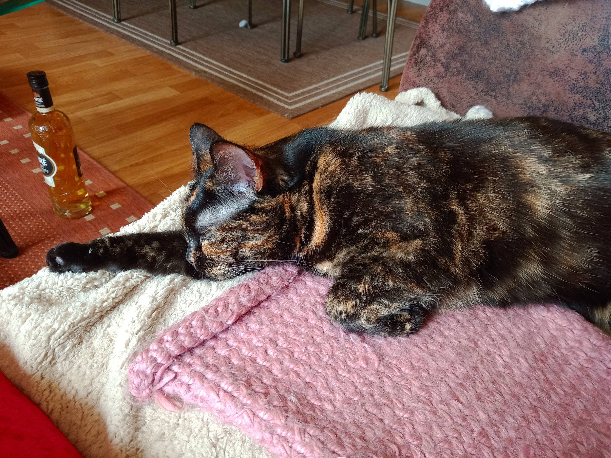 Malicia a rejoint le concours — aidez-le/la à gagner de superbes lots ! bottle, carnivore, cat, comfort, felidae, fur, hardwood, home, home_accessories, laminate_flooring, linens, nap, room, sleep, small_to_medium_sized_cats, tail, terrestrial_animal, vertebrate, whiskers, wood_flooring