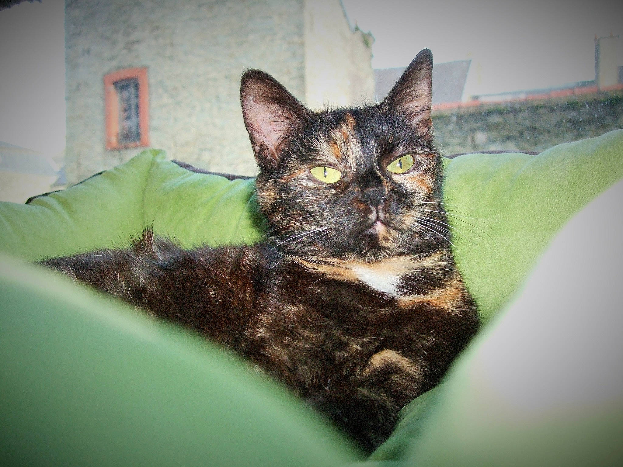 Malicia participe au concours pour gagner de l'argent avec cette photo : carnivore, cat, domestic_short_haired_cat, felidae, fur, small_to_medium_sized_cats, snout, whiskers