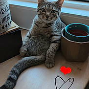 Brownie participe au concours pour gagner de l'argent avec cette photo : animal_face, cat, cute, daylight, ears, flowerpot, fluffy_tail, gray_fur, heart_doodle, houseplant, indoors, kitten, portrait, sitting, tabby, table, upright_pose, whiskers, window, windowsill