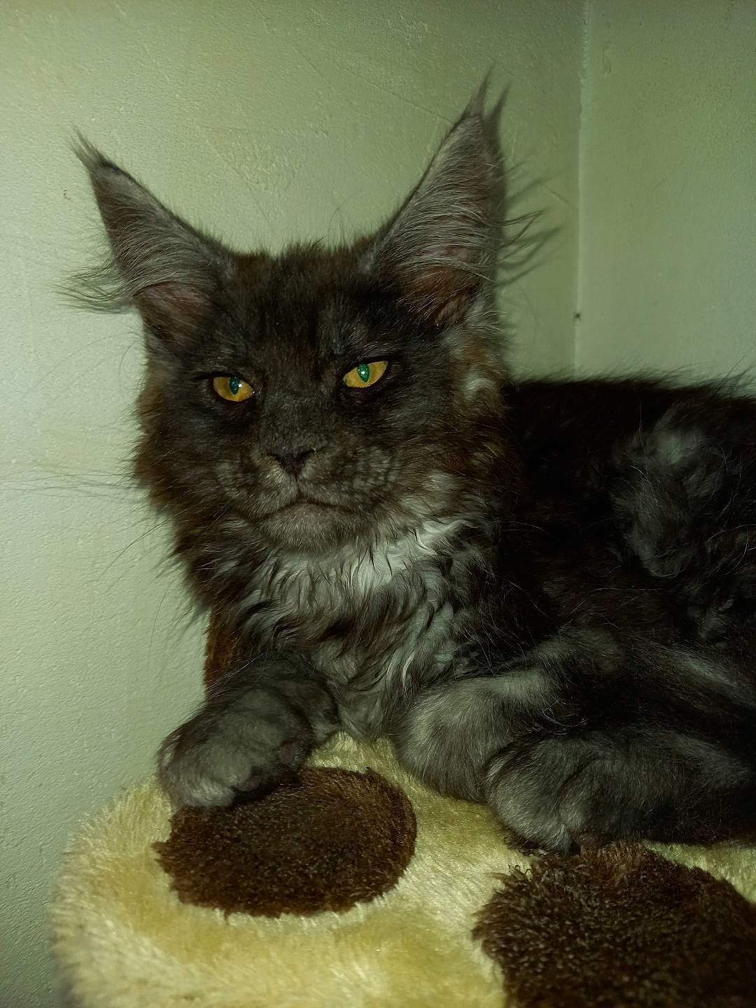 Ramses participe au concours pour gagner de l'argent avec cette photo : black_cat, carnivore, cat, cat_supply, claw, domestic_short_haired_cat, eye, fawn, felidae, fur, grey, paw, small_to_medium_sized_cats, snout, tail, terrestrial_animal, whiskers