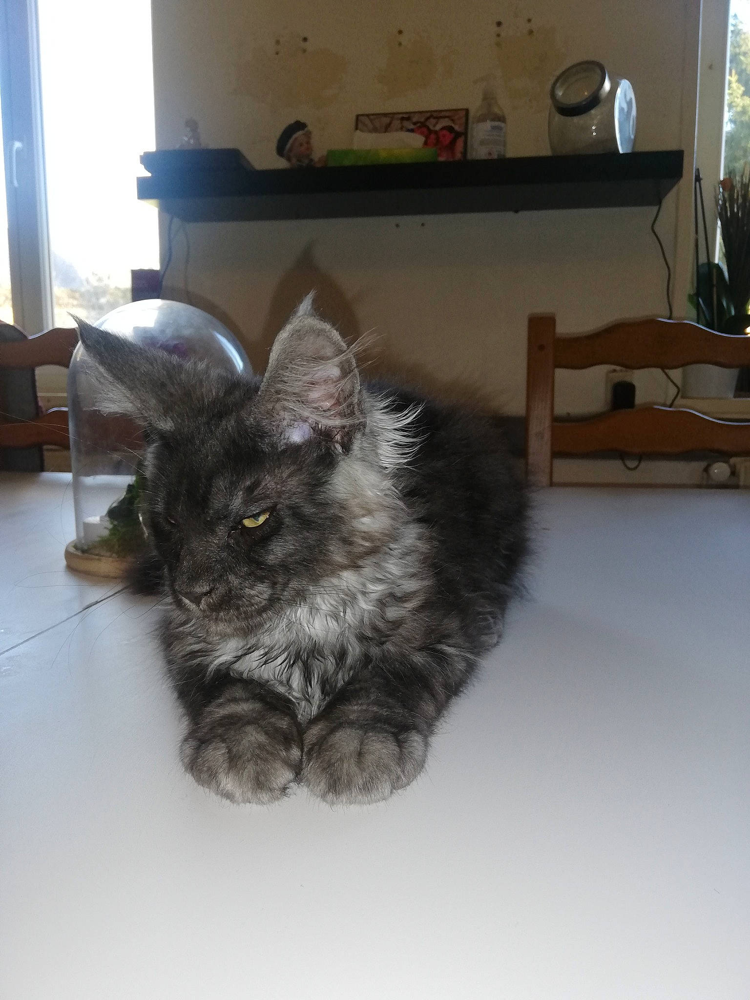 Ramses participe au concours pour gagner de l'argent avec cette photo : black_cat, canidae, carnivore, cat, claw, comfort, dog_breed, domestic_short_haired_cat, felidae, flooring, fur, grey, hardwood, houseplant, paw, plant, small_to_medium_sized_cats, snout, tail, whiskers