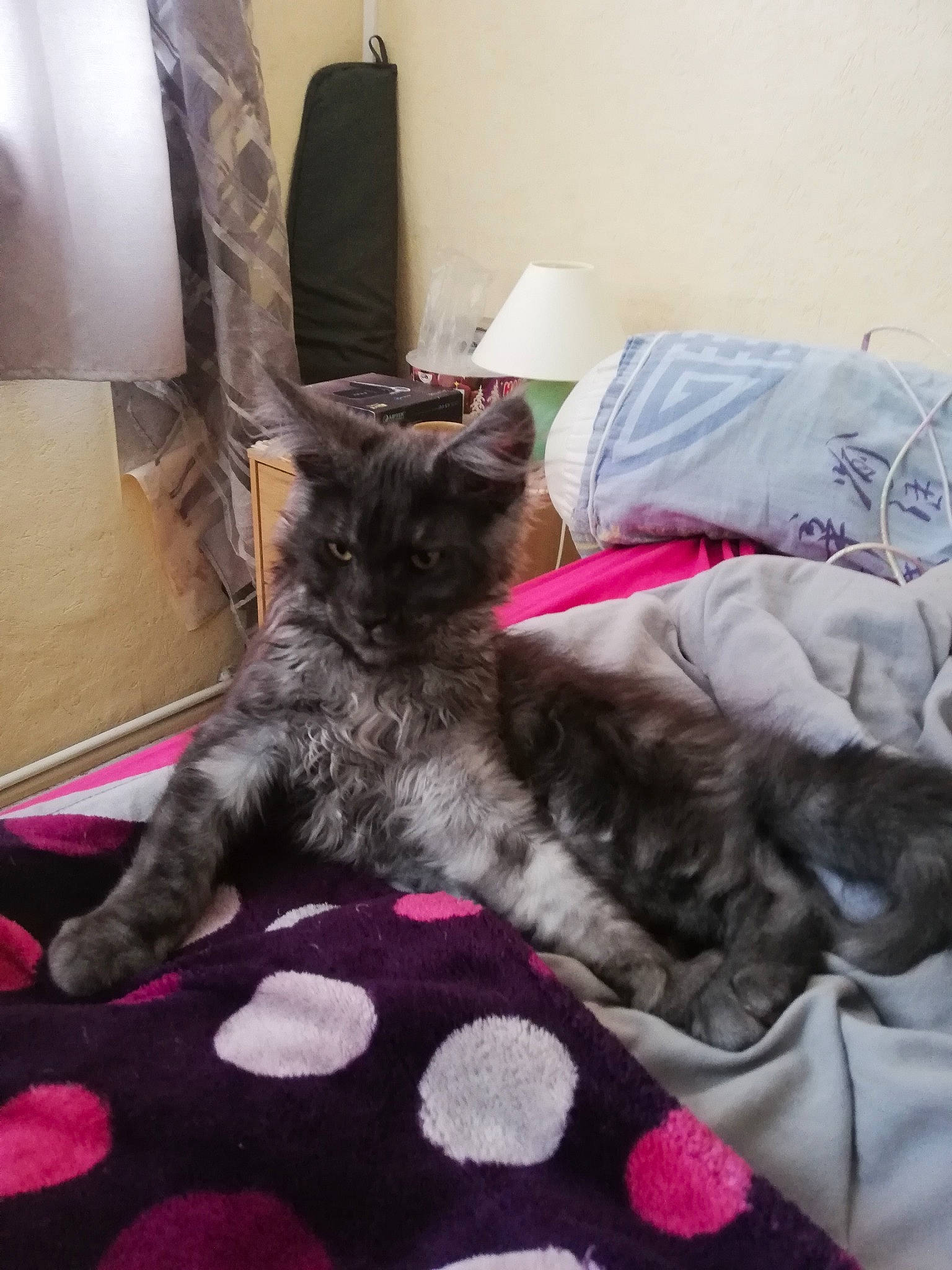 Ramses a rejoint le concours — aidez-le/la à gagner de superbes lots ! bed, black_cat, canidae, carnivore, cat, comfort, dog_breed, domestic_short_haired_cat, felidae, flooring, fur, grey, linens, magenta, purple, small_to_medium_sized_cats, sporting_group, tail, textile, whiskers