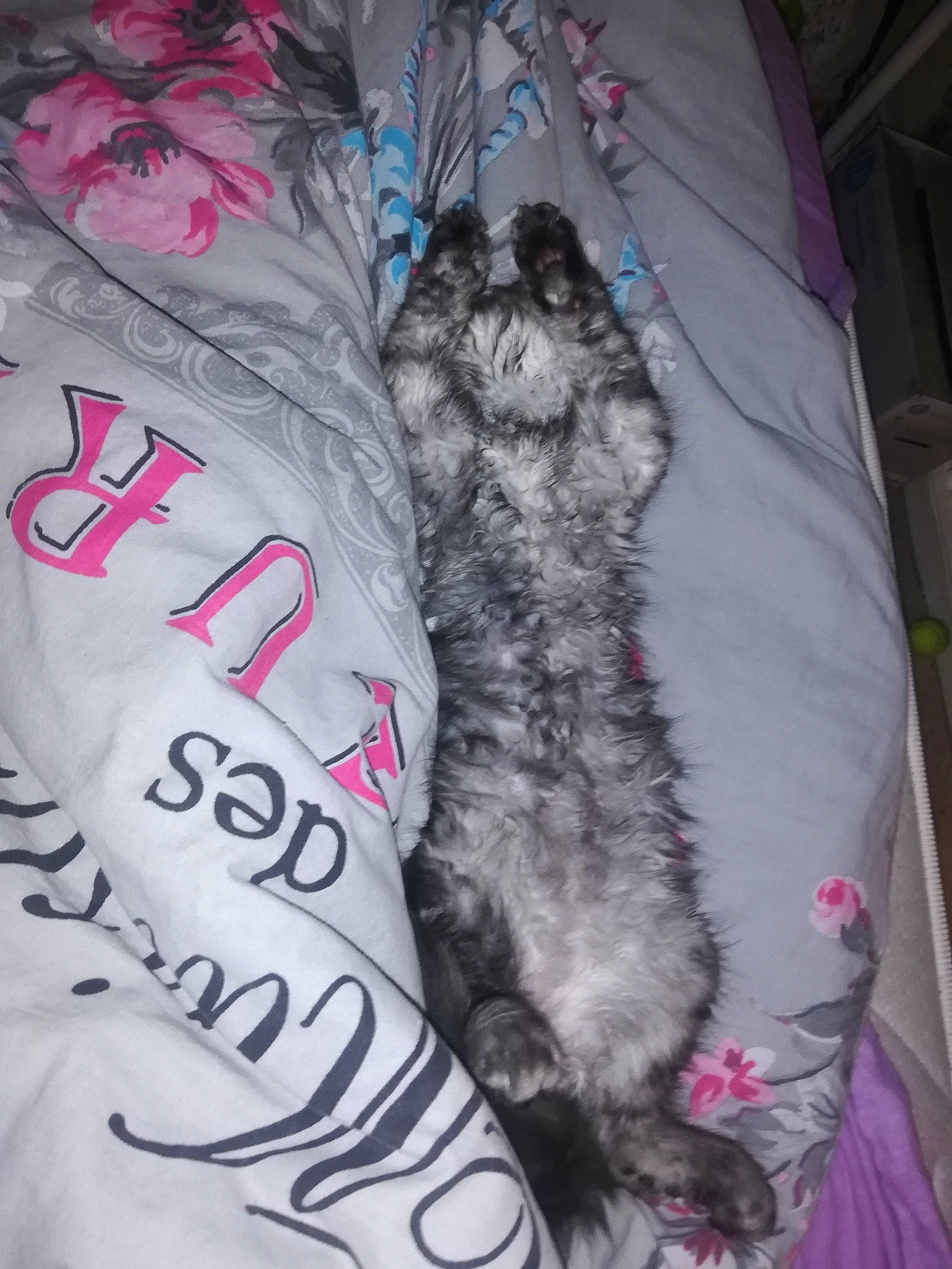 Ramses participe au concours pour gagner de l'argent avec cette photo : canidae, carmine, carnivore, companion_dog, dog_breed, domestic_short_haired_cat, felidae, font, fur, grey, human_leg, linens, pattern, paw, sleeve, small_to_medium_sized_cats, sporting_group, tail, textile, whiskers