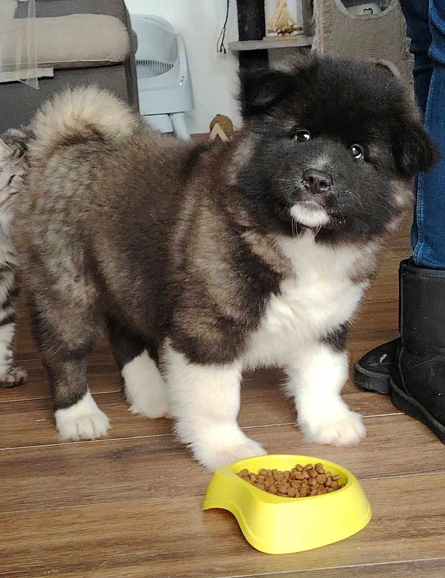 Akira a rejoint le concours — aidez-le/la à gagner de superbes lots ! puppy, dog, indoor, wooden_floor, yellow_bowl, kibble, curious_look, fluffy, white_paws, dark_fur, pet_food, furniture, person_leg, cozy, cute, animal, young_dog, domestic, companion, home