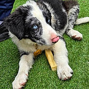 Futé participe au concours pour gagner de l'argent avec cette photo : animal, black_and_white, blue_eyes, canine, chew_toy, collar, cute, dog, domestic_animal, fur, grass, outdoor, paw, pet, pink_nose, playing, puppy, resting, tag, young_dog