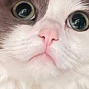 Luna joined the competition — help win amazing prizes! animal, cat, close_up, cute, domestic_cat, expression, face, feline, fluffy, fur_texture, gray_fur, indoor, looking_up, pet, pink_nose, portrait, soft, whiskers, white_fur, wide_eyes