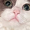 cat, close_up, fluffy, wide_eyes, pink_nose, white_fur, gray_fur, pet, animal, cute, portrait, indoor, whiskers, face, feline, soft, fur_texture, expression, looking_up, domestic_cat