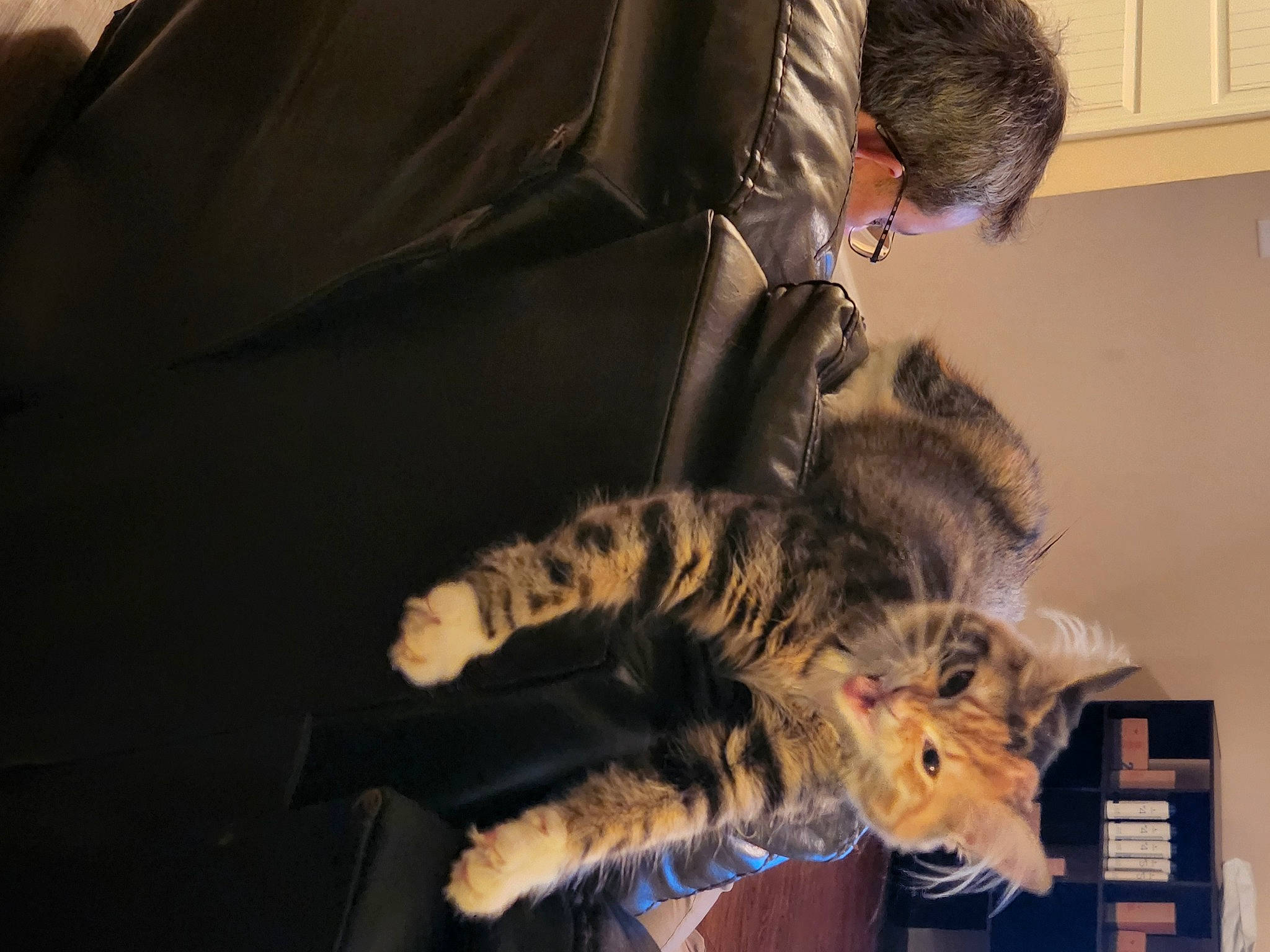 Ari joined the competition — help win amazing prizes! big_cats, carnivore, cat, claw, comfort, domestic_short_haired_cat, felidae, fur, lap, paw, room, small_to_medium_sized_cats, tail, terrestrial_animal, whiskers, wildlife