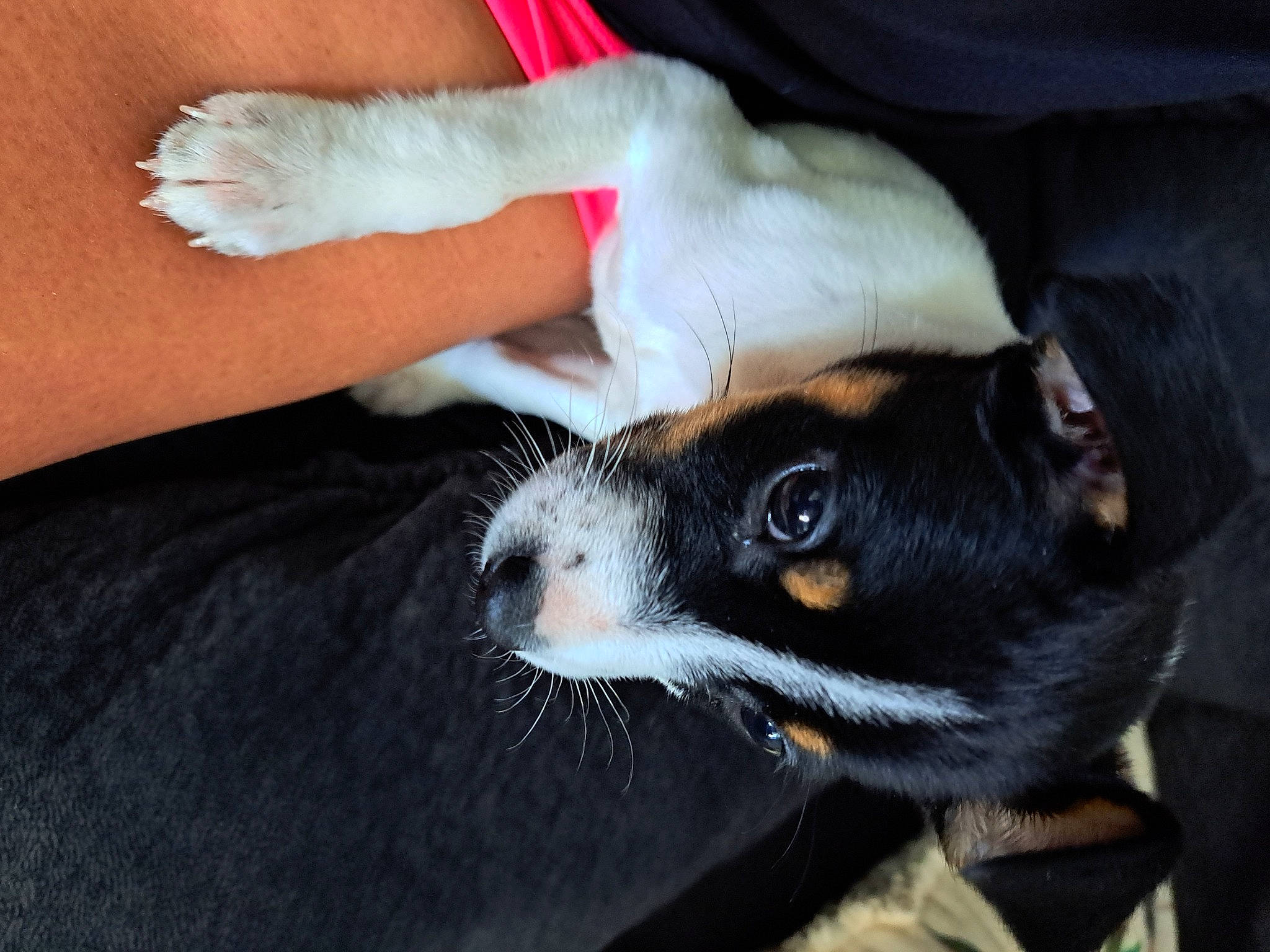 Kingsley is registered to the contest to win money with this photo: carnivore, claw, comfort, companion_dog, dog_breed, ear, eye, fawn, felidae, fur, human_leg, nail, paw, small_to_medium_sized_cats, snout, tail, terrestrial_animal, toy_dog, whiskers, wrist