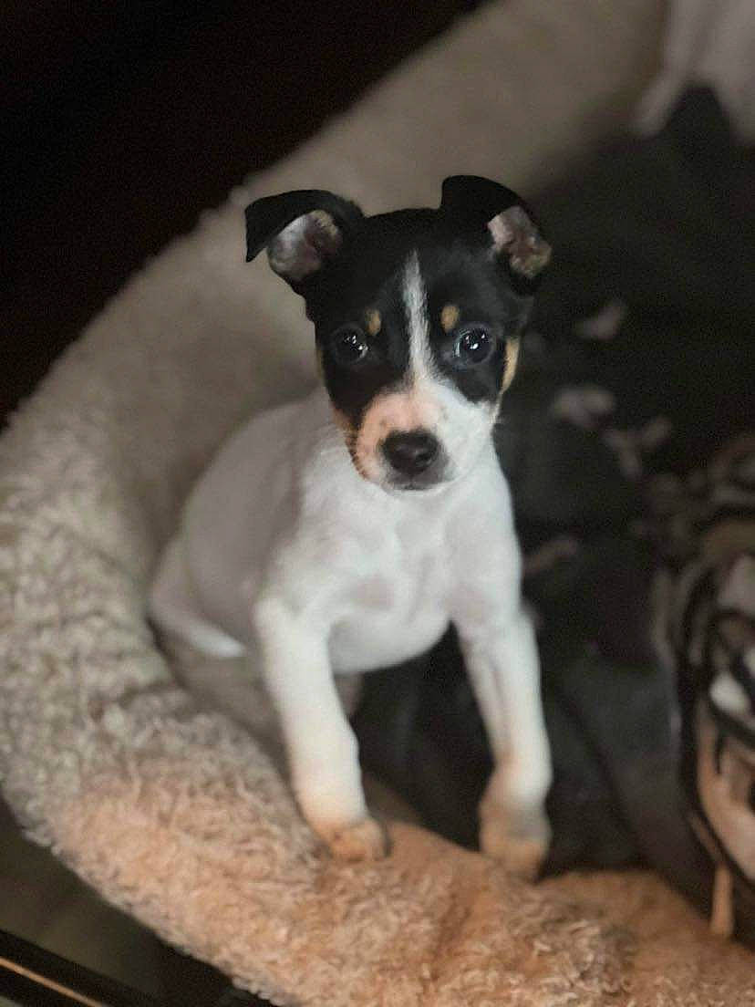 Kingsley joined the competition — help win amazing prizes! canidae, carnivore, companion_dog, dishware, dog, dog_breed, drinkware, fawn, fur, irishjacks, puppy, serveware, small_terrier, snout, sporting_group, terrestrial_animal, terrier, toy_dog, whiskers, working_animal