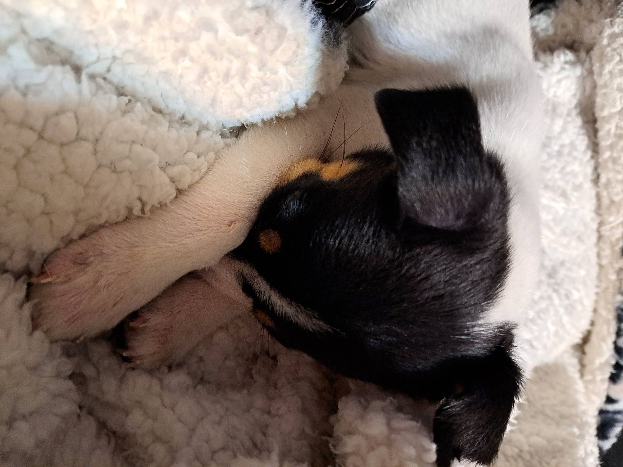 Kingsley is registered to the contest to win money with this photo: bored, canidae, carnivore, claw, comfort, companion_dog, dog, dog_breed, fawn, fur, mammal, nap, paw, sleep, snout, sporting_group, tail, terrestrial_animal, vertebrate, whiskers