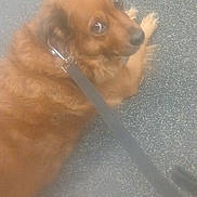 Kiya joined the competition — help win amazing prizes! brown_dog, canine, closeup, collar, cute, dog, eyes, fluffy, fur, ground, indoor, leash, looking_back, nose, paws, pet, portrait, resting, sleepy, speckled_floor