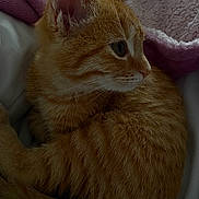 Cannelle a rejoint le concours — aidez-le/la à gagner de superbes lots ! cat, kitten, ginger, fur, pet, animal, sleeping, cozy, blanket, soft, cute, whiskers, ears, tail, indoor, resting, closeup, feline, young, domestic