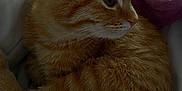 Cannelle a rejoint le concours — aidez-le/la à gagner de superbes lots ! animal, blanket, cat, closeup, cozy, cute, domestic, ears, feline, fur, ginger, indoor, kitten, pet, resting, sleeping, soft, tail, whiskers, young